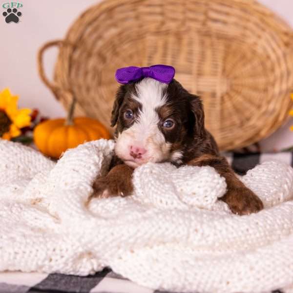Honey, Bernedoodle Puppy